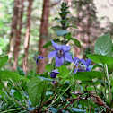 Wood violet/Dišeča vijolica