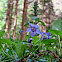 Wood violet/Dišeča vijolica