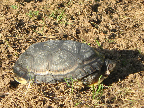 Spotting Image 1