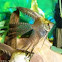 Angel Fish