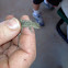 Prairie Lizard