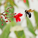 Eastern carpenter bee