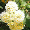Lantana Branca de Neve