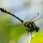 Common Clubtail