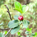 Aladierno, espino cerval Mediterráneo