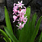 hyacinth