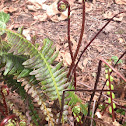 Deer Fern Fiddleheads