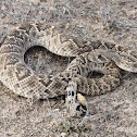 Western Diamondback Rattlesnake