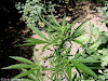Planta De Cannabis Para Uso Terapeutico