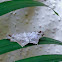 Geometrid Moth