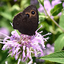 common wood nymph