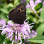 common wood nymph