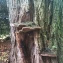 Fungus 