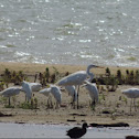 Snowy Egrets and friend