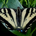Western Tiger Swallowtail