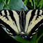 Western Tiger Swallowtail