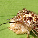 Stinkbug
