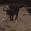 Western Cattle Egret (Veereier)