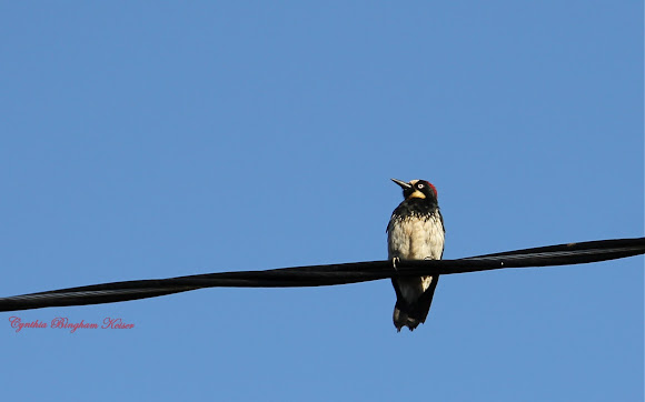 Spotting Image 1
