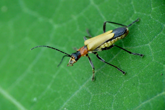 Spotting Image 1
