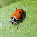 Convergent Line Lady Beetle