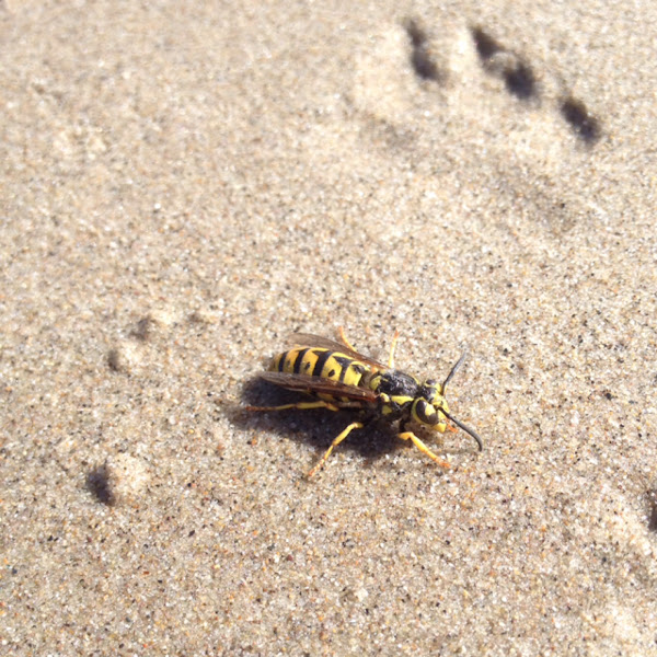 Western yellow jacket Project Noah