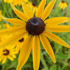 Black-eyed Susan