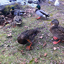 Mallard