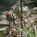 Javan lutung