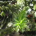 monkey puzzle tree