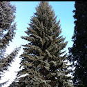 Blue Spruce