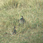 Pacific Golden-Plover