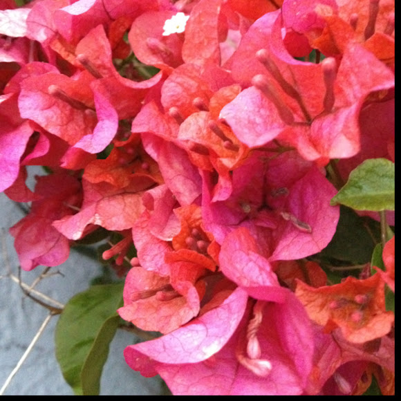 Spotting Image 1