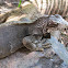 Black iguana