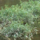 Hydrilla