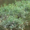 Hydrilla