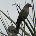 Shiny Cowbird (female)