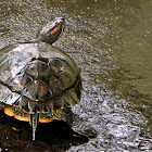 Red eared Slider