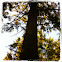 Redwood tree