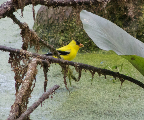 Spotting Image 1