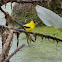 American Goldfinch