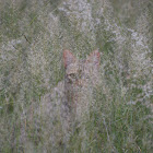 African Wildcat