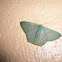 Pelagodes antiquadraria