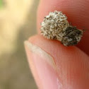 spiky puffball thing