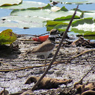 Killdeer
