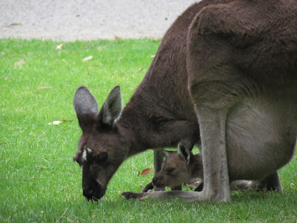 Spotting Image 1
