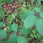 Rosehip / Hagebutte