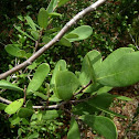 Common Paw Paw