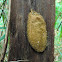Anthelid cocoon