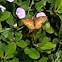 Variegated fritillary
